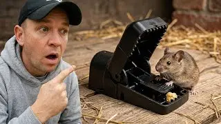 Perfect for Small Rodents | Mouse Trap | Link in Description 🔗👇