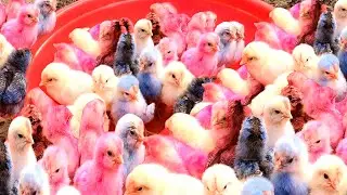Top 10 Video Catch Animal, Cute Duck, Colorful Chickens, Rainbow Chickens, Animal Care 💦💚💕😍😍💙💕.