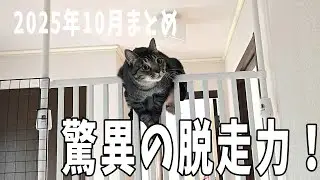 【4猫2025年 10月まとめs】　ことごとく対策を破って脱走してくるジロー