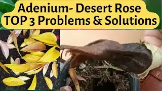 Adenium Plant Problems - TOP 3 | Desert Rose Plant Care