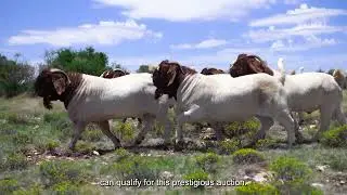 BLACK TIE, BLUE BLOOD BOER GOAT SIMULCAST AUCTION