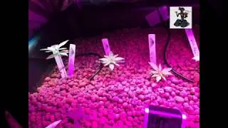 Aquaponic-RDWC system by 