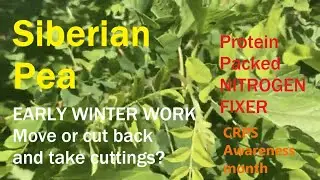 &ldquo;Siberian Pea Shrub: The Nitrogen-Fixing Powerhouse for Forest Gardens&rdquo; & Perennial Protein!