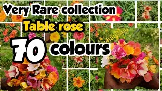 🔴💥🤯70 வண்ணங்களில் Table rose அடுத்த மாதம் ரெடி ஆகிவிடும்💥🌟💥