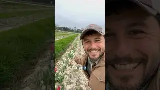 Big, Hairy, and Audacious! #goals #tulips #familyfarm