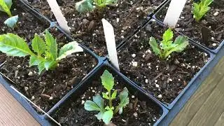 100. How I Transition Cuttings form Indoors to Outdoors.