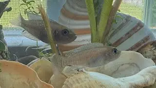 HOW TO CHOOSE SHELLS FOR SHELL DWELLERS WITHOUT ESCARGOT SHELLS ( Neolamprologus Brevis )