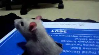 my rats playtime!!