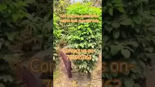 All types of landscape plants are available for sale in bulk quantity only #landscapeideas