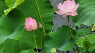 복. 지은데로받는다.