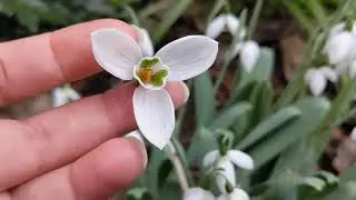 Signs of Spring: Snowdrops