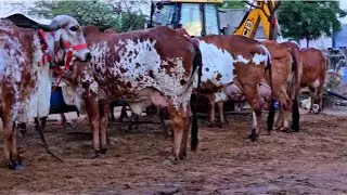 #Gircow Heavy Lot Available For Sell Yadav Dairy Farm #गीरगाय #cowfarm