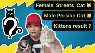 STREETS FEMALE CAT 🐱 AND PERSIAN MALE CAT  = KITTENS RESULTS? 🐈  #persiancat #kitten #cat  #pets