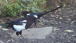 Dodgy Dave and his magpie mate foraging under the fat ball feeder #birds #birdvideo