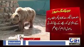 Brown Bear in Karachi Zoo gets Relief from Court | City 21