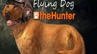 theHunter 2015 Flying Dog