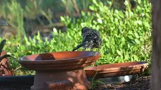 Red Wattlebirds