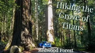 Hiking the Redwoods ~ Grove of Titans