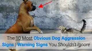 The 10 Most Obvious Dog Aggression Signs | Warning Signs You Shouldn't Ignore