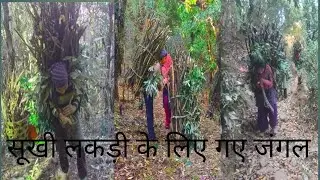 आज गए हम जंगल सूखी लकड़ी के लिए बहुत दूर 🥰🥰
