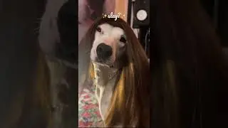💅 #slay #meme #beauty #cute #pets #dogs #funny #hair #comedy #fashion
