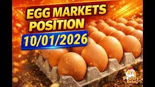 Today Egg Rate Position | Daily Egg Rates | Poultry Rates Egg Business in Pakistan | poultry baba|l