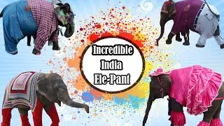 ELE - PANT || Incredible India || Anand Mahindra || Srikar TV ||