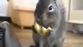 Лимонная белка.
