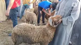 اسعار الاغنام اليوم سوق سيدى سالم العمومى بمحافظة كفر الشيخ