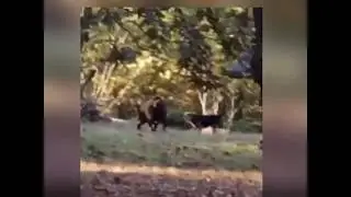 Unknown animal caught on film!!! Unreal!!!