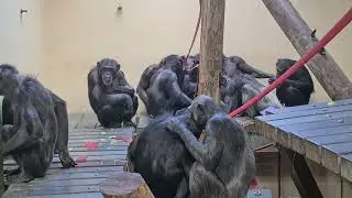 Hananya's House At Monkey World Ape Resue Centre