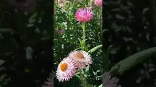 Bees! Everlasting! Northern Blossom #bee #honey #tips #beekeepingtips #honeybee #nature #invest