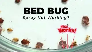 Bed Bug Spray Not Working? Try This