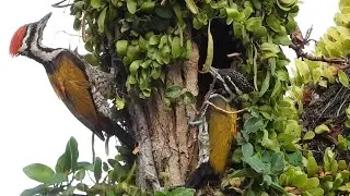 Different Fledging styles- Female COMMON FLAMEBACK WOODPECKER Chick vs her Male sibling