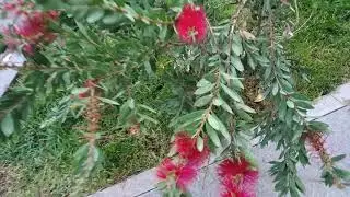 Каллистемон (Callistemon citrinus) в Ялте