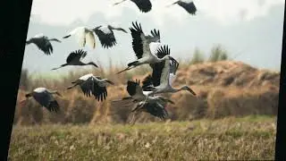 Storks Sounds Effect