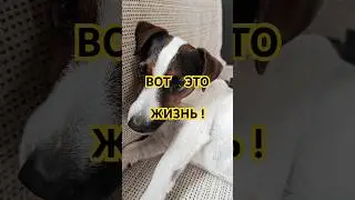 этот щенок знает, как жить 🐾😋 Relax, snack, repeat&hellip; this pup knows how to live #funnysonya #shorts