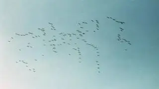 ЖЛЪЧ / БОЯТА - МОРГАНА