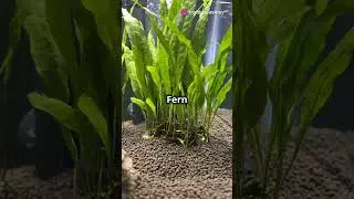 5 Best Plants for Beginner Aquariums