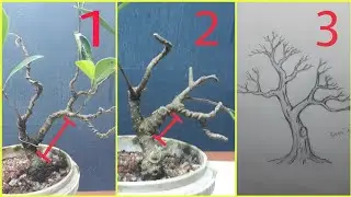 pruning my small ficus bonsai | bonsai kimeng | drawing bonsai tree