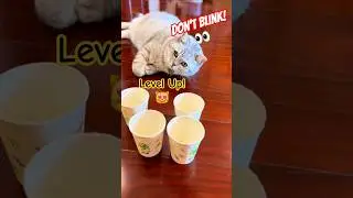 Level Up&hellip; Same Result 😼 smart & cute cat guessing game