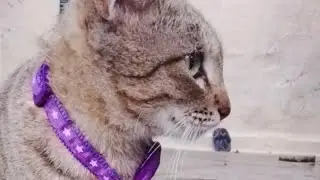 Cat Family  is live