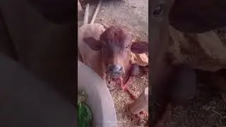 ☺️😍 kar do mujhe virol🤩🥰#fashiontrends #shorts #funny #animals