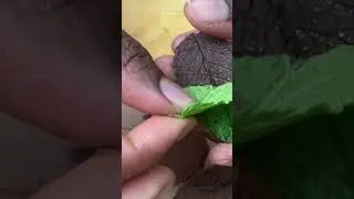 How to make chocolate leaves for cake decorating : How to make chocolate leaves with real leaves