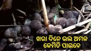 Summer Season Paddy Straw Mushroom Production | Our Culture Seed Paddy straw Mushroom Yield