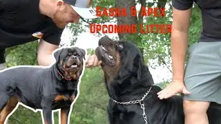 Do you want a Monster of a Rottweiler? Then this Litter with Guardian Apex & Sasha is for You!