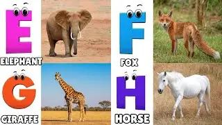 Alphabet Animals Song | Learn the ABC Alphabet Animals Song for Kids | ABC Alphabet Phonics Song