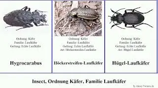 Insect, Ordnung K&auml;fer, Familie Laufk&auml;fer bembidion pterostichus macrocheilus carabus badister