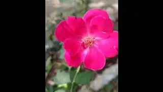 IVRI Campus inside view ||my college video #college_life #ivri #smile_naresh Neet motivation🥰doctor
