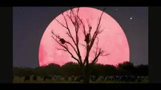 Pink Moon (Super Moon) April 26th